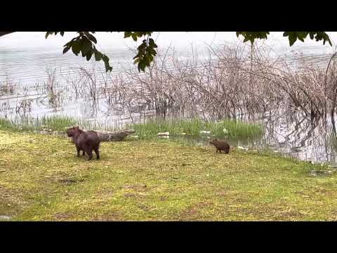 Vegetarian Crocodile vs a baby Capybara