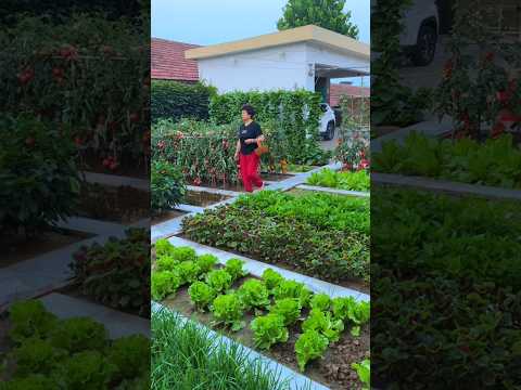 There is no surprise and no prosperity. Turning the vegetable garden into a flower garden.