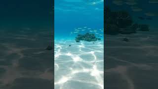 Pufferfish Sand Mandalas #Shorts