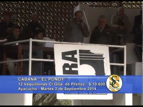 Cabaña El Ponoy - San Luis - Venta Vaquillonas - Ayacucho - 02/09/2014