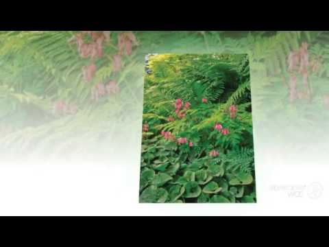 Asarum - garden plants