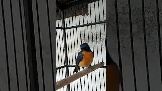 Download lagu tledekan Bakau memanggil Lawan.... mp3