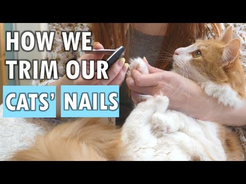 我が家の猫の爪のトリミング方法