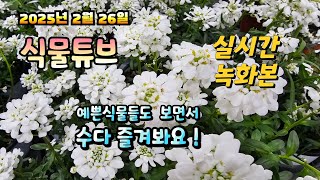 2025년 2월 26일 예쁜식물들 보면서  랜선으로  수다즐겨봐요. #양재꽃시장 #식물튜브 #식물아빠