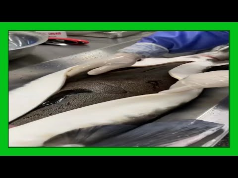 How sturgeon caviar is extracted and processed, How is caviar made, sturgeon and caviar farm