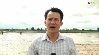 Hướng dẫn kỹ thuật gieo thẳng lúa vụ mùa