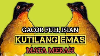 Download lagu Kutilang emas mata merah gacor suara variasi mp3 Download lagu Kutilang emas mata merah gacor suara variasi mp3