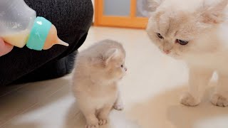 Adults can't drink milk! ''The kitten saying to her daddy cat was so cute...