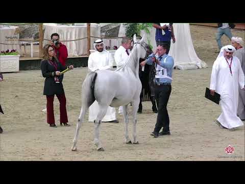 N 271 BINT SULTAN   22nd Qatar National 2019   Mares 4 to 6 Years old Class 9A