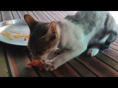 cat 🥰 #catvideos  #sushantkandheikela