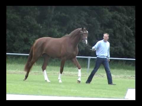Schausiegerstute Wohlesbostel 2010 v. Quaterback