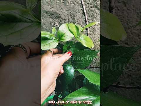 , title : 'Pruning Of Plant | Time To prune| #garden #shortfeed #short  #pruning #shorts #youtubeshort #plants'