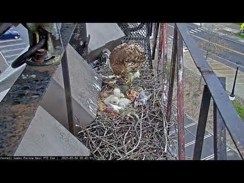 Big Red Feeds Chicks In Prey-Filled Nest – May 4, 2020