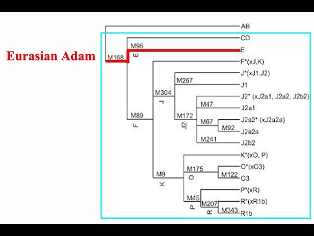 Haplogroup E Descends From Eurasian Adam CT