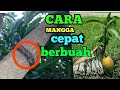 Tips dan trick mangga cepat berbuah lebat