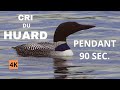 FOR 90 SECONDS COMMON LOON DUO CRIES BREATHTAKING Adventure Birds Nature 4K