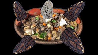 Kuzu Göbeği Yemekleri-Doğal Pişirme-Kuzu Göbeği Kültürü-Morel Mushroom Eating