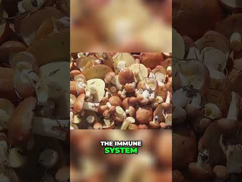 Unlock the Power of Superfood Mushrooms: Health Benefits and How to Incorporate Them