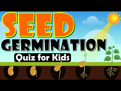 Asteroid, Comet, and Meteor Quiz for Kids | The Space Objects Quiz | The Ultimate Astro Adventure