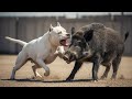 Dogo Argentino Vs Wild Boar The Ultimate Hunting Machine