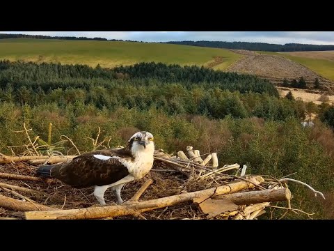 Welcome home Dylan! Resident male Osprey returns to Llyn Clywedog and starts nest prep 25 Mar 2025