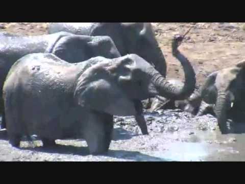 Djuma Game Reserve  Large Breeding Herd of Elephant's Sept 28, 2015