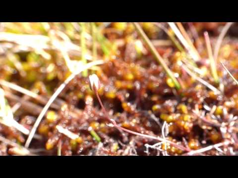 Teesdale Sandwort Minuartia stricta