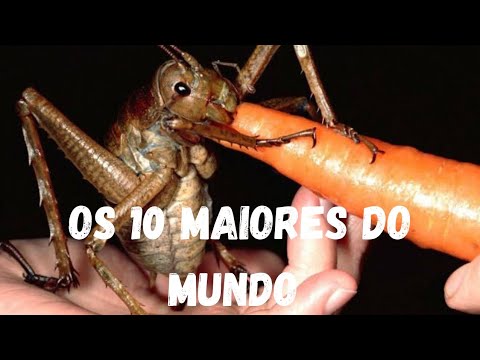 OS MAIORES INSETOS DO PLANETA - TOP 10