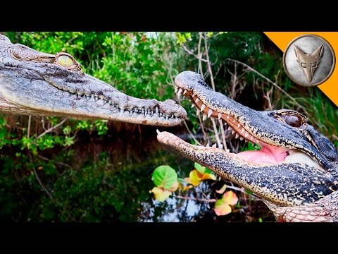 image-Are Florida crocodiles more aggressive than alligators?