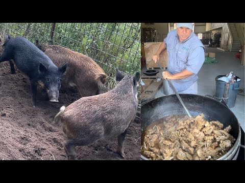 , title : 'Trapping Wild Pigs In Louisiana (Catch*Clean*Cook) Huge Pork Gravy For 150 People'