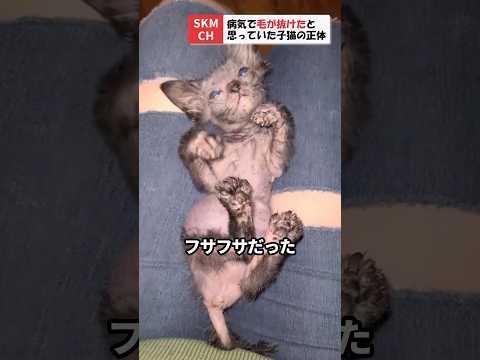 べっ甲 (猫の毛皮)について詳しく解説