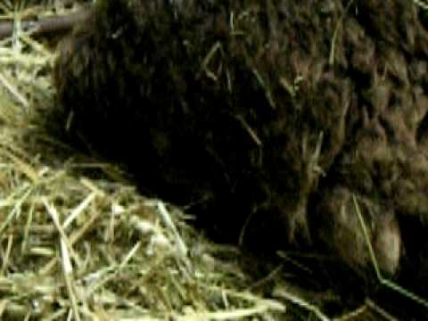 Lambing Live - Live Lambing Part 1