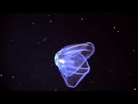 Kona Black Water Diving