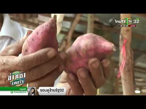 เพิ่มขนาดเต้านมโดย 1 สัปดาห์ แก้ไขคลินิกเต้านม