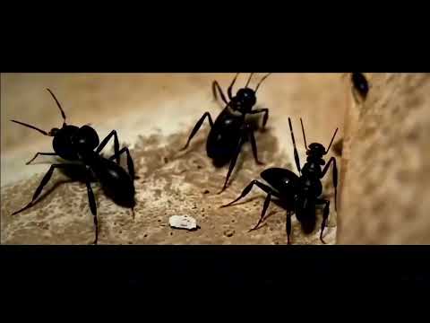 The Prodigy - Breathe (feat. Dr. Dre & Ice Cube) (Mashup)