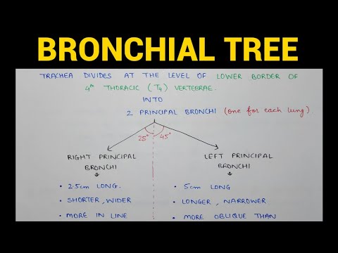 Bronchial Tree | Respiratory Pathway | Lungs Anatomy | EOMS
