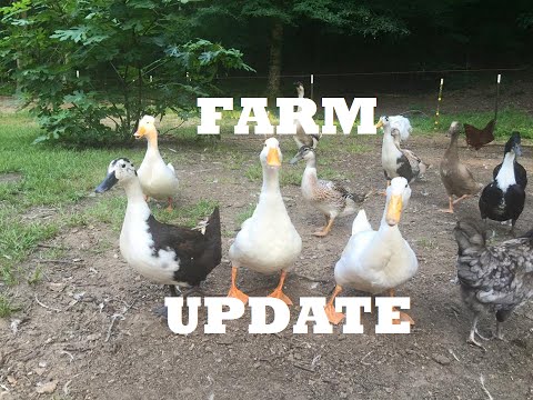 Homestead Recap & UPDATE...My, my, how things have changed on the farm