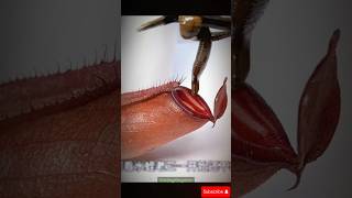 What Happens When You Throw Leeches Into a Pitcher Plant? #sea #animals #fish