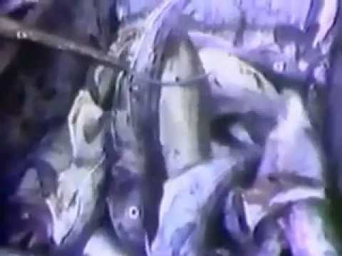 Decks Awash TV Series