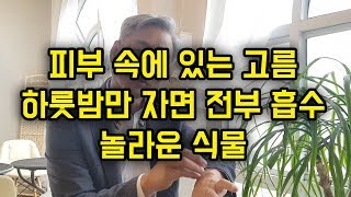 피부속 고름을 전부 흡수하는 놀라운 식물!!!