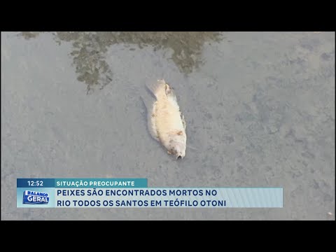 Leste Mineiro: Morte de peixes no rio de São Pedro do Suaçuí alerta órgãos ambientais.