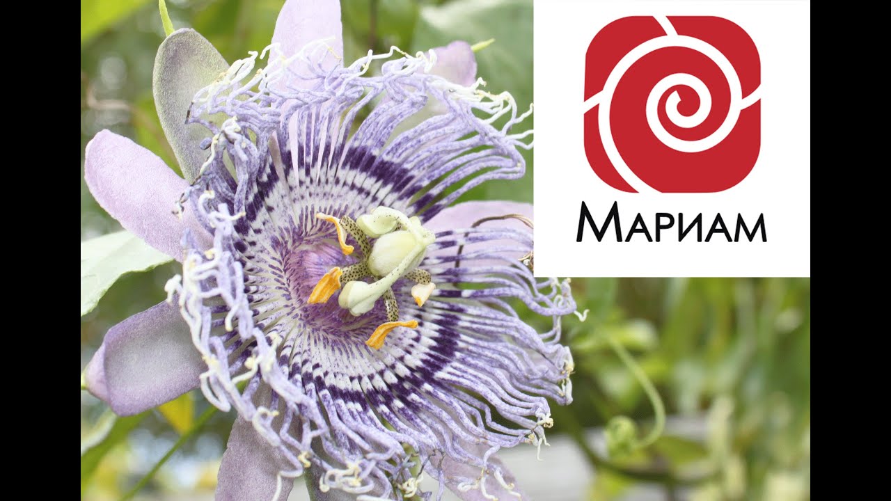 Исцеляющая Радуга