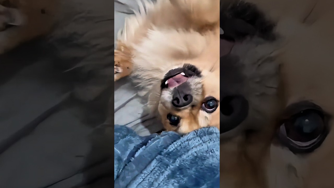 Don’t scroll… I just need one believer 💔 #dogshorts #pomeranian #funnydogs #cuteanimals #doglife