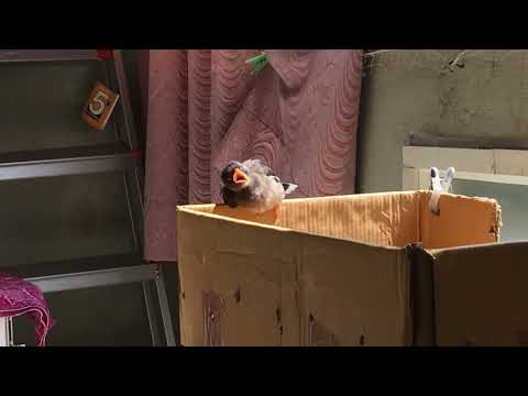 Rescued cute little Myna Baby bird sunbathing after full recovery