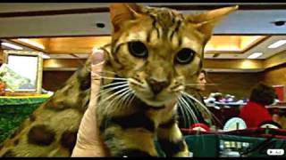 preview picture of video 'Bengal Cats  -  TICA Championship Breeds - 2010 Kelowna'
