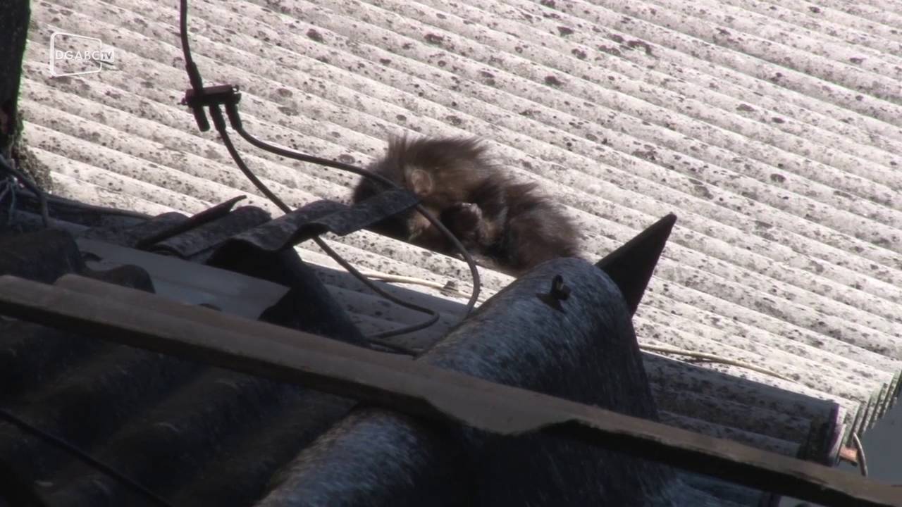 Saga do macaco: animalzinho não é capturado pelos protetores; veja vídeo