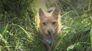 Dog friendly holidays in Cornwall, a video guide