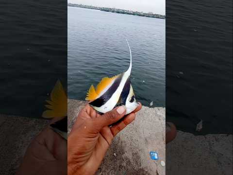 Unexpectedly $100 Aquarium Color Fish Catch.  #fshing #fishingvideos #thoondilulagam #seafishing