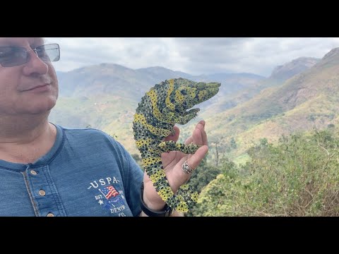 Chameleón Mellerov (Trioceros melleri) — Gentle Giant of Usambara, druhový profil