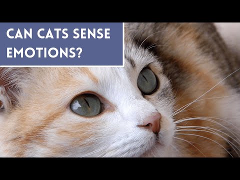 Can CATS Sense Our EMOTIONS? 🐱❤️ Let's See!